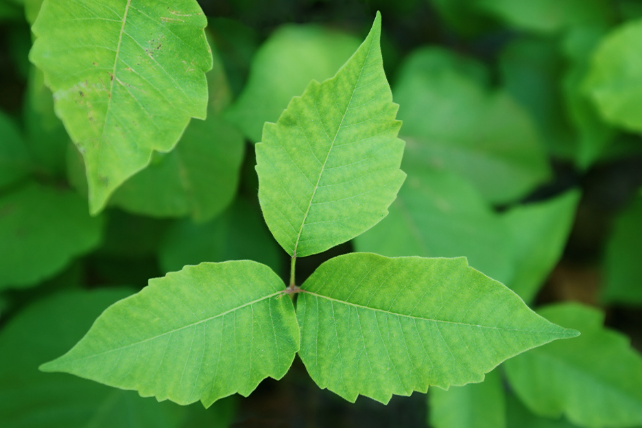 A trio of irregularly contoured green leaves from a poison ivy bush.